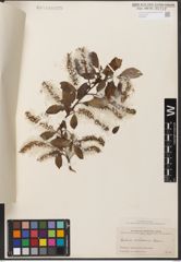 Foto von Salix wilsonii Seemen